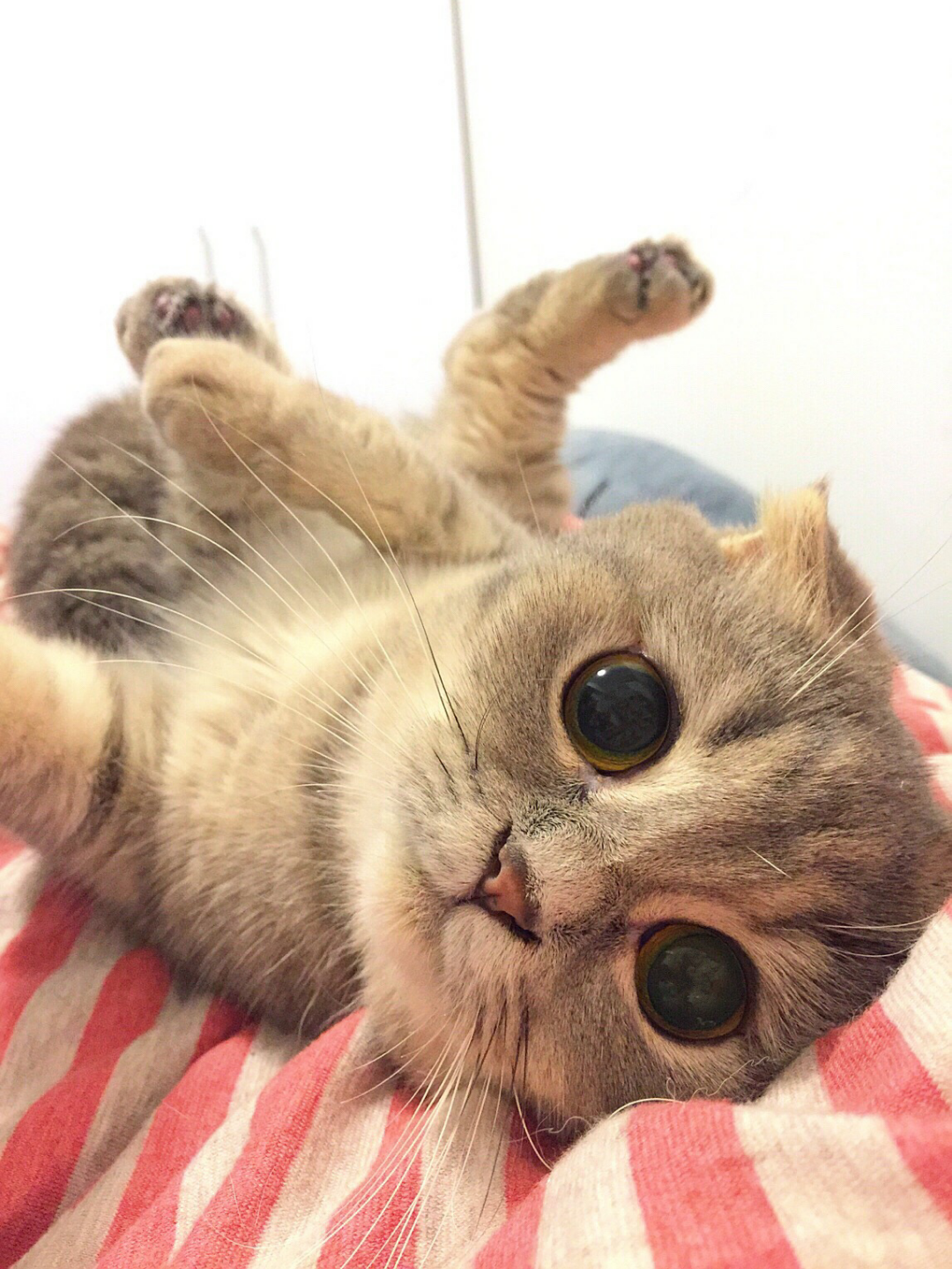 回忆<em>专用</em>小<em>马甲</em>(<em>微博</em>用户) - 最新问答 - 知乎