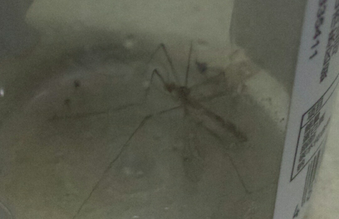 为什么我总抓不到蚊子,是反应太慢么?这和智商