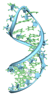 一些长的rna分子会局部形成双链发夹结构,即自己和自己配对成双链