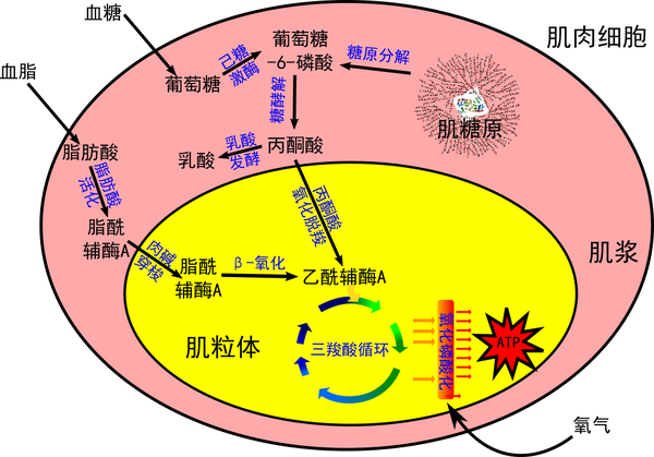 糖代谢:肌糖原经过糖原分解途径转化为葡萄糖-6-磷酸;血糖进入细胞,在