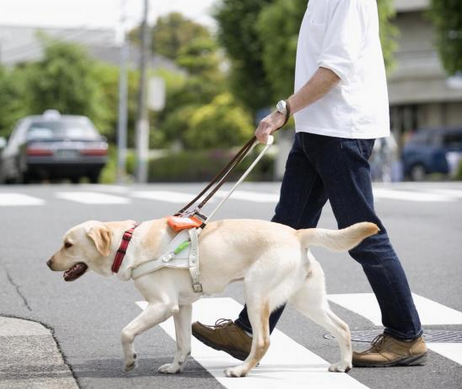 导盲犬是如何得知主人的指令的?