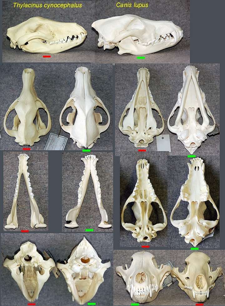 以下是袋狼(左)和狼(右)的头骨全方位对比