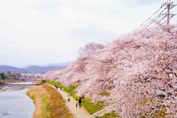 京都的鸭川,每年樱花季节我就会想到那里.