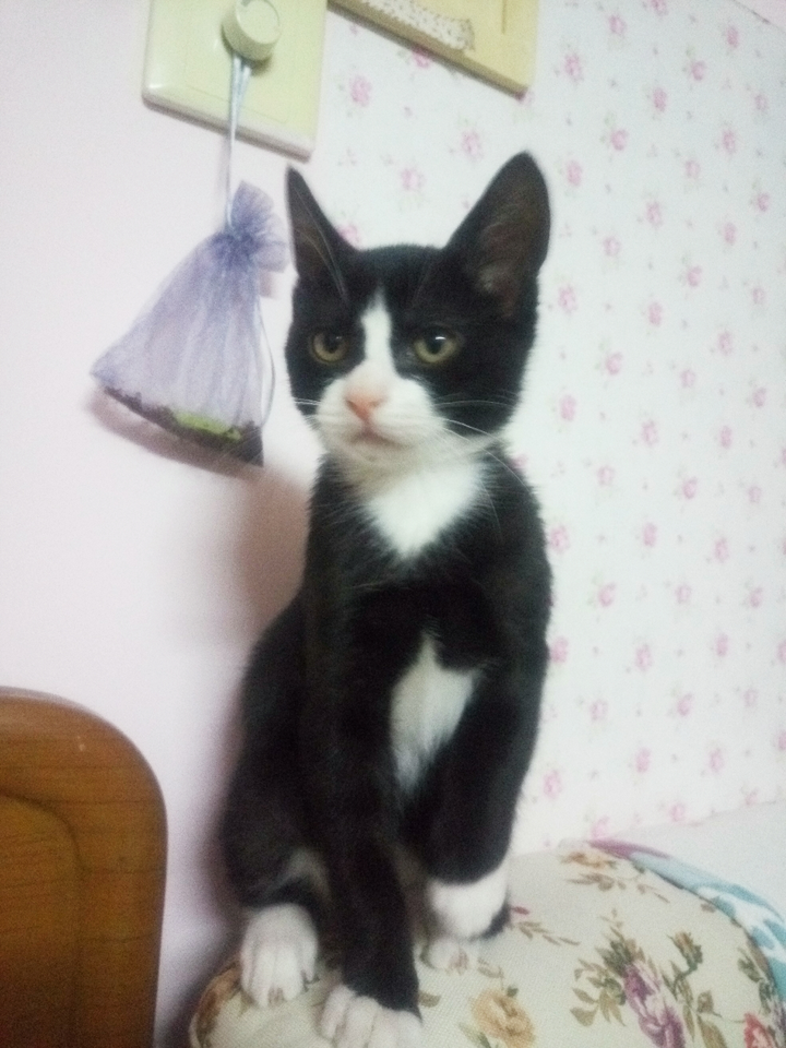猫猫长大了点.好爱它们.在上面更新几张图. 我的小黑就是黑猫警长.