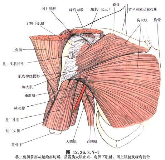 图中可以看到,胸大肌分成两个部分,上面的是锁骨部,下面的是胸肋部.
