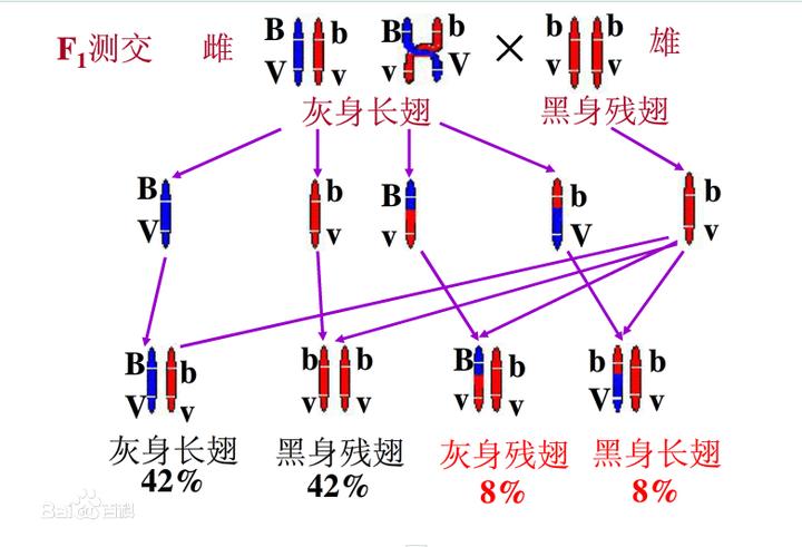 能否用视频解释一下摩尔根的连锁交换定律