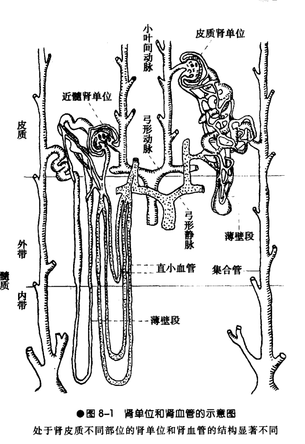 肾脏是实质器官,包括了皮质和髓质两部分.