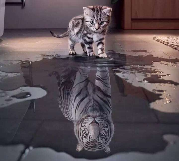 我想找那张…一只猫水下倒影是一只老虎的图片,请问谁