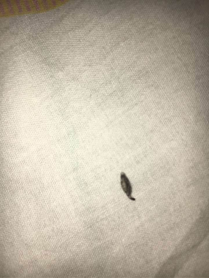床上出现了一种虫子,求问是什么虫?