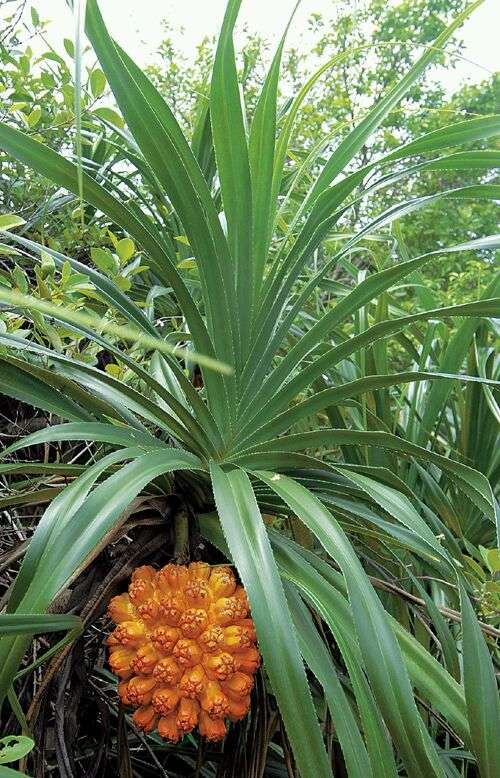 菠萝和菠萝树是一种植物么?