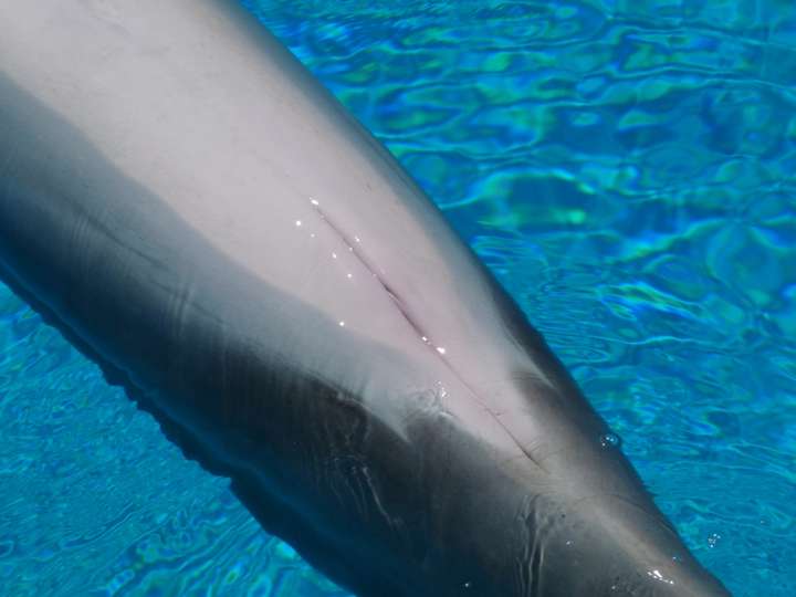 鲸鱼海豚这些哺乳动物是如何喂奶的?