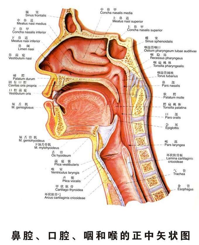 喉部和食道梗阻引起窒息是由其解剖结构决定的,解剖图如下