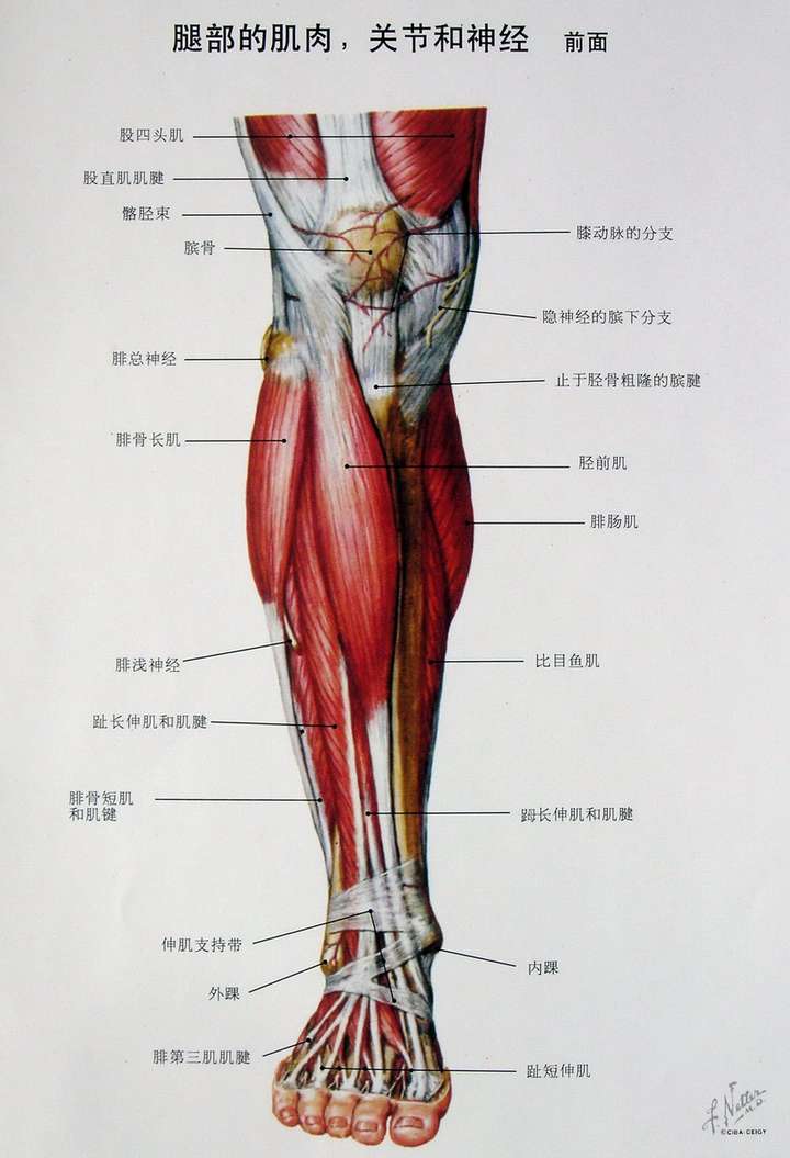 小腿正面如果有肌肉,那么它是控制 将脚丫子向正前方勾起的.