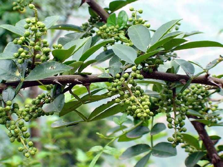 作为大内蒙人民,家里人做羊肉时会用到一种神奇的调料——山花椒