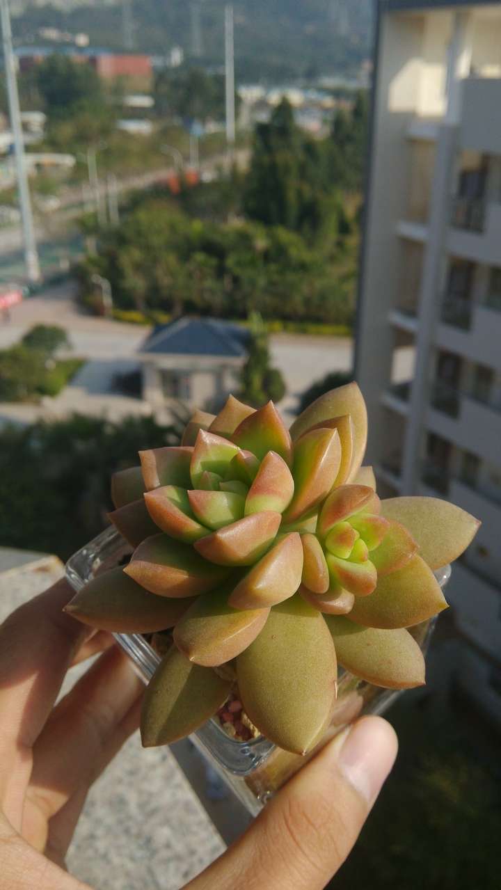 还只是青涩的黄丽