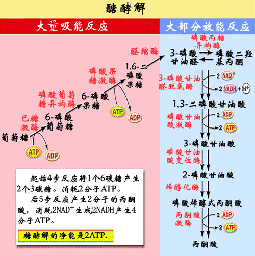 图1 葡萄糖在有氧或无氧条件下的代谢 糖酵解是1分子葡萄糖在一系列酶