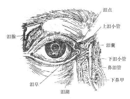 如果姑娘问的是挖眼睛之前的话: 泪腺位于眼眶外上方泪腺窝