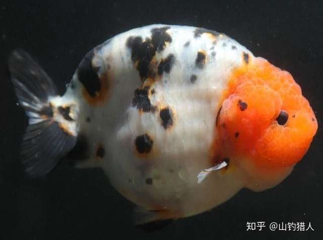 兰寿金鱼图片