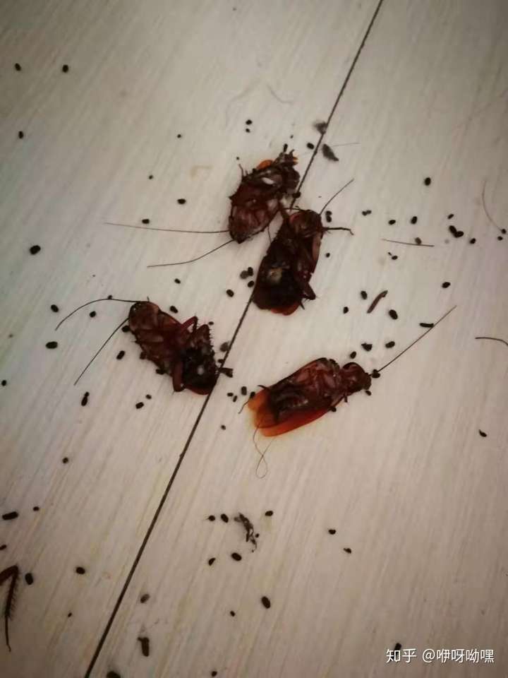 下面的图是被我打死的蟑螂,自从搬出来一个人住,和蟑螂的斗争就从来没
