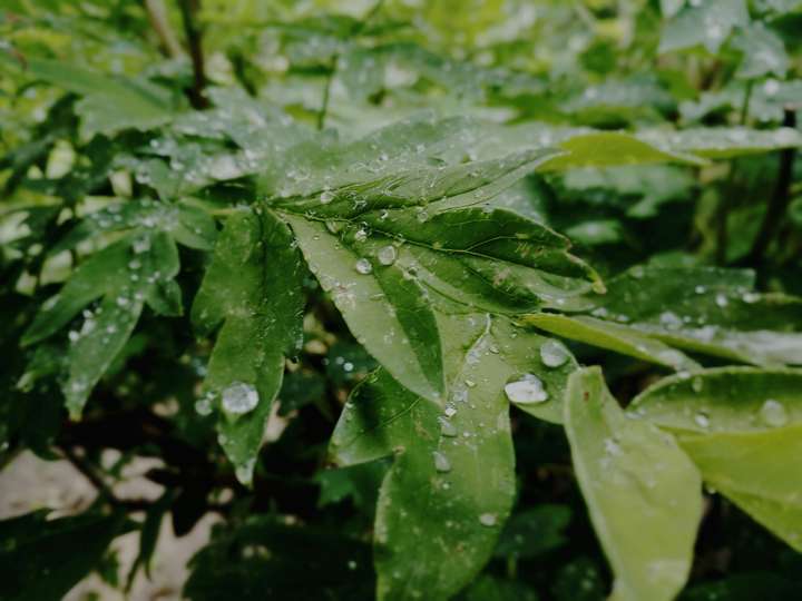 下雨天跑到院子里拍的牡丹树叶
