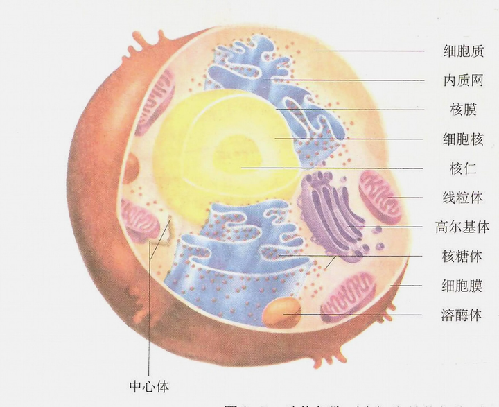 细胞质和细胞膜,没有细胞壁,液泡不明显,含有溶酶体,动物细胞的结构有