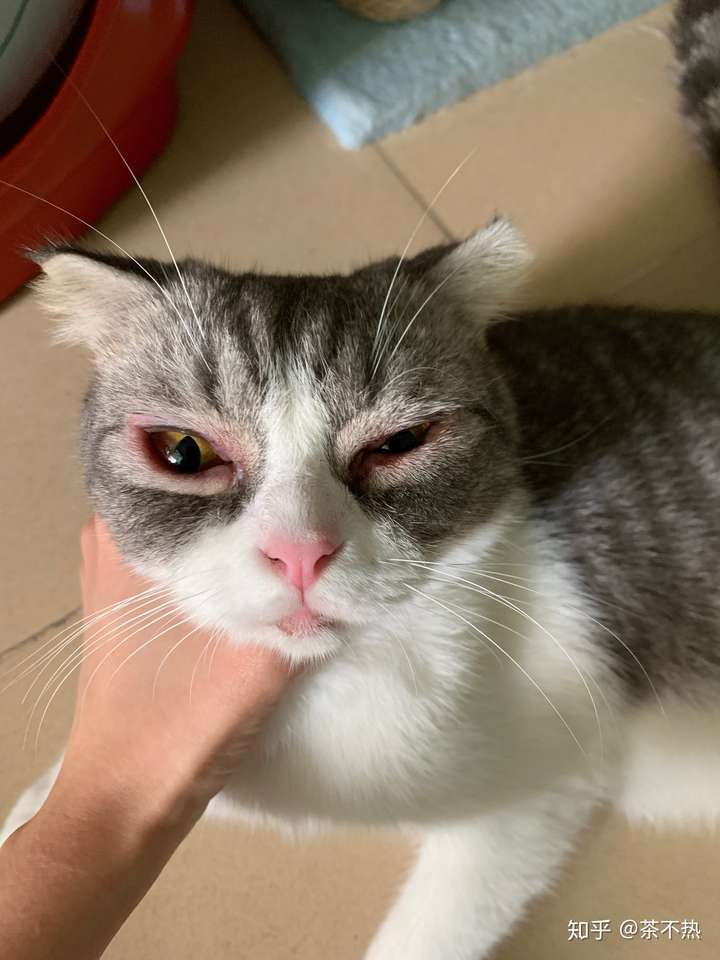 猫咪眼睛这样是发炎了么?