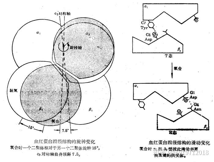 血红蛋白?