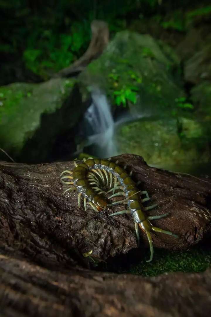 红龙,间脚) 放一下各种蜈蚣的图 冲绳青龙 菲律宾绿 广西薄荷 羽毛尾
