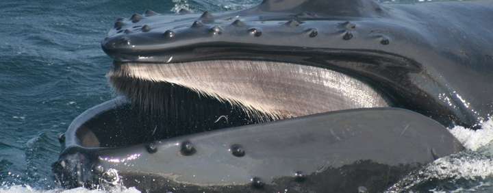 近距离观察大翅鲸的瘤突,图源:http://uk.whales.org