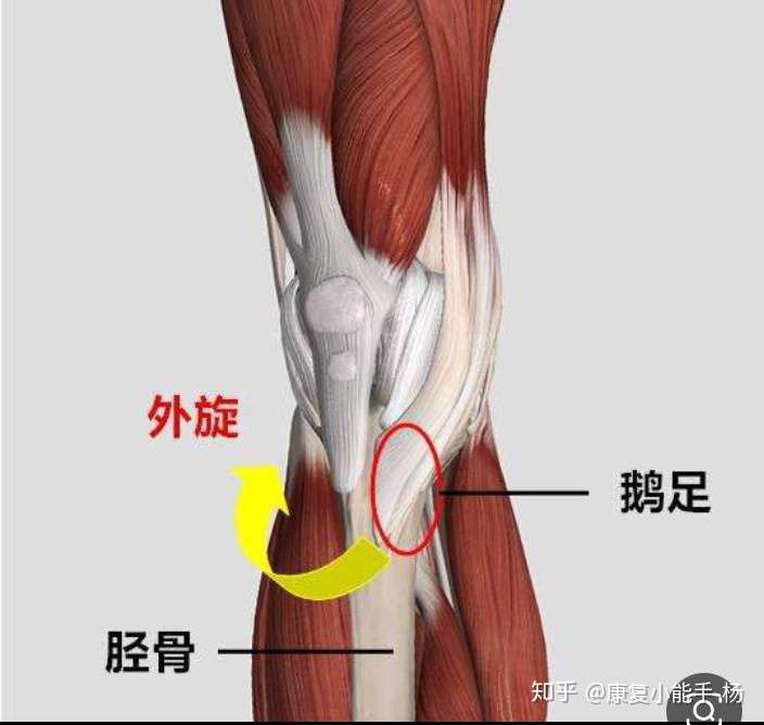 内侧副韧带损伤如鹅足肌腱炎有什么区别?