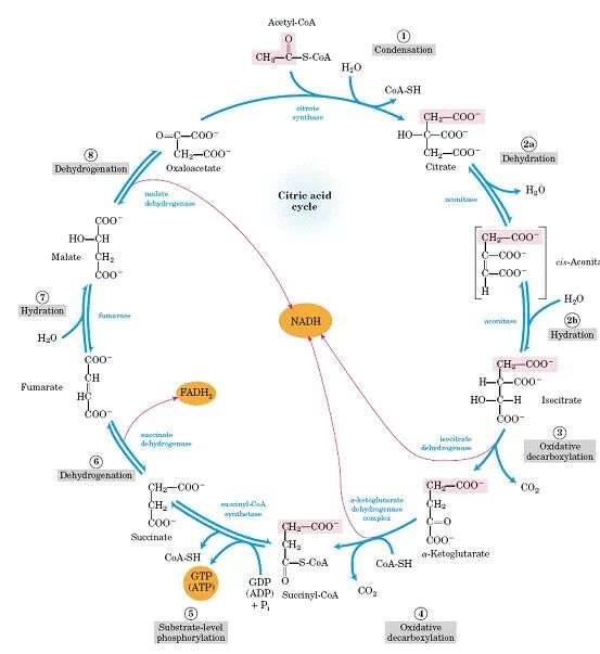 三羧酸循环.当然,在有氧环境条件下,丙酮酸的命运有不同了.