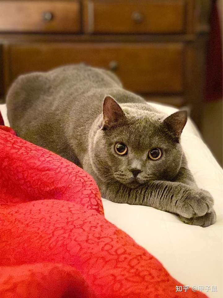 养英短选蓝猫还是金渐层?