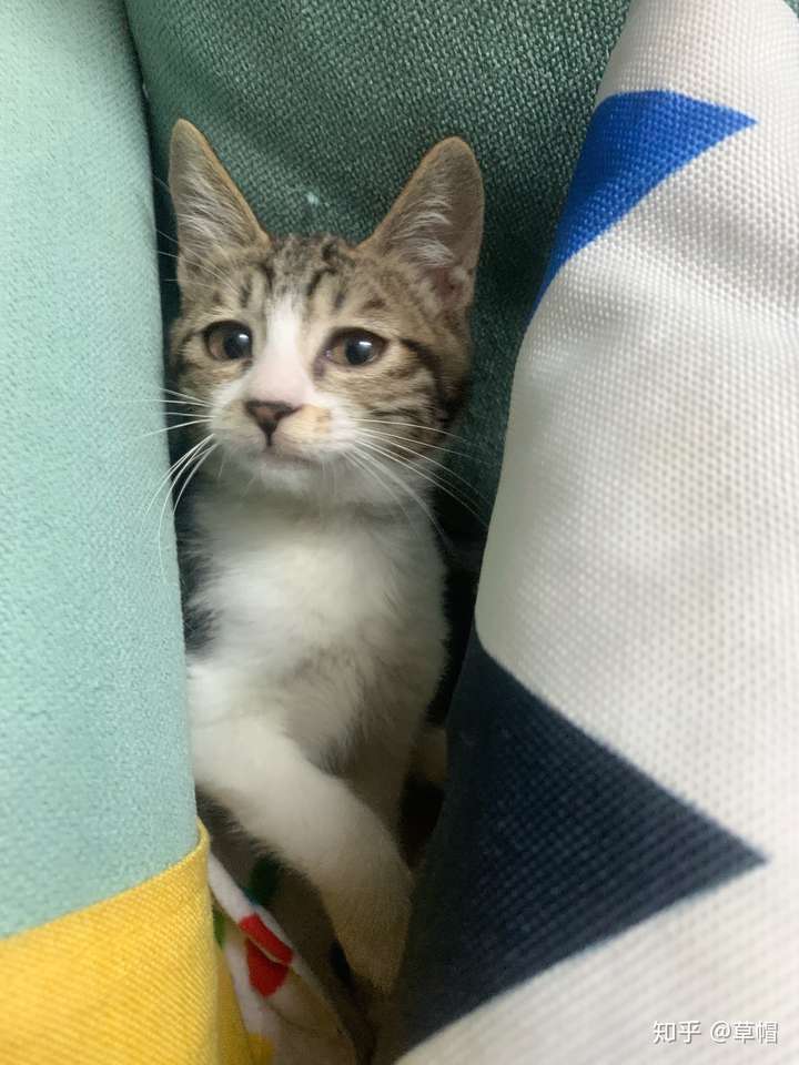 土猫可以当成宠物猫养吗