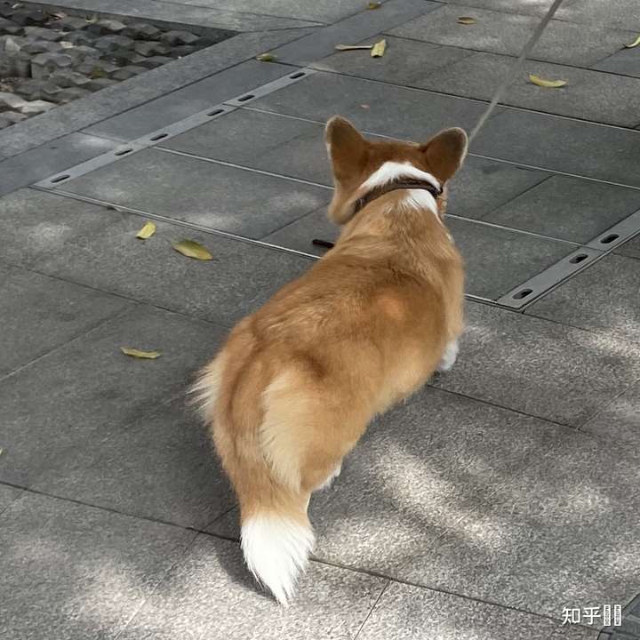柯基不断尾会怎么样