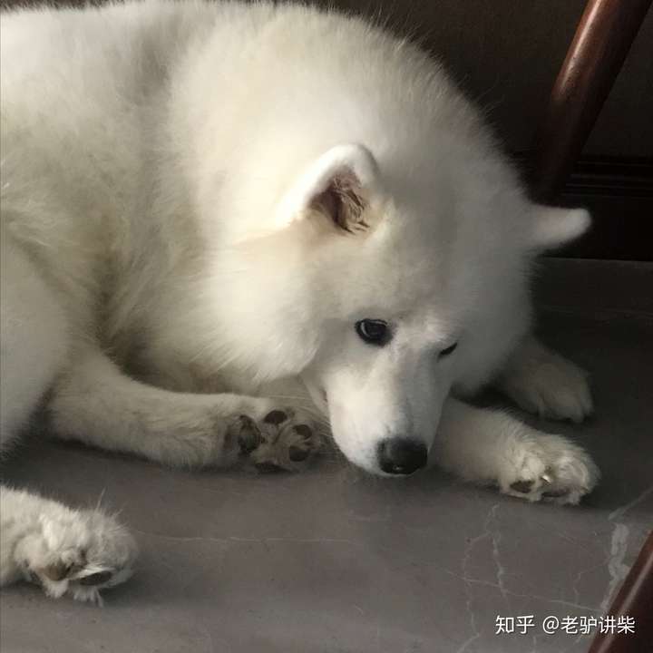 萨摩耶和柴犬,哪个比较好养?