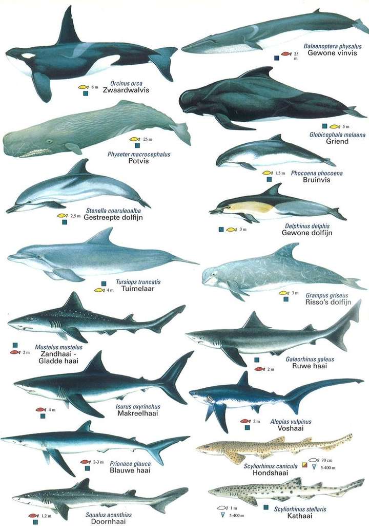 鲸鱼,鲨鱼和海豚有什么明显的区别,让人一看就分辨的出来?