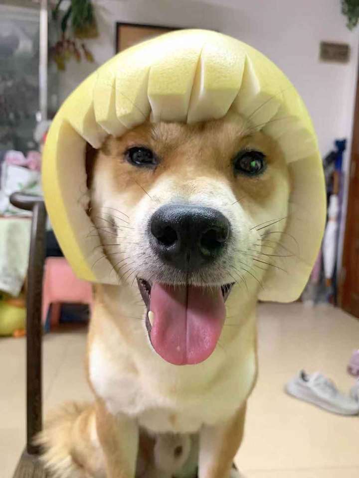 你认为狗狗什么时候表现的特别贱?