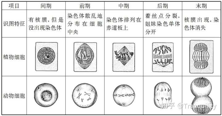 「有丝分裂」的过程是怎样的,它与「无丝分裂」有何区别?