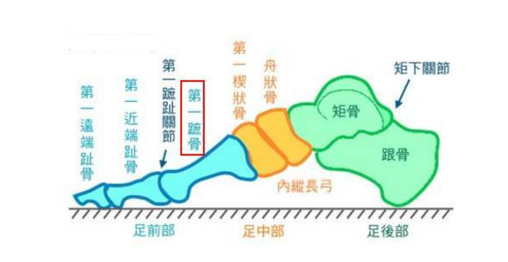 前脚掌着地指的并不是脚尖着地,而是指 跖骨头(又称跖骨)所在的 前