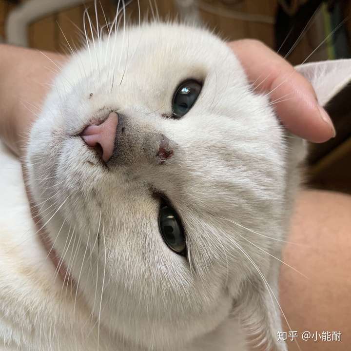 小能耐 给大家提供小猫长藓的图片以供参考 银渐层 7个月大,脾气很好