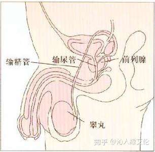 这导致很多男性朋友明白它对健康有危害,但仍然很难鼓起勇