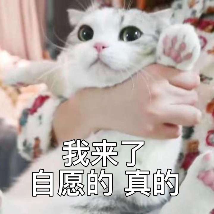 球球表情包!有没有这系列的鸭?
