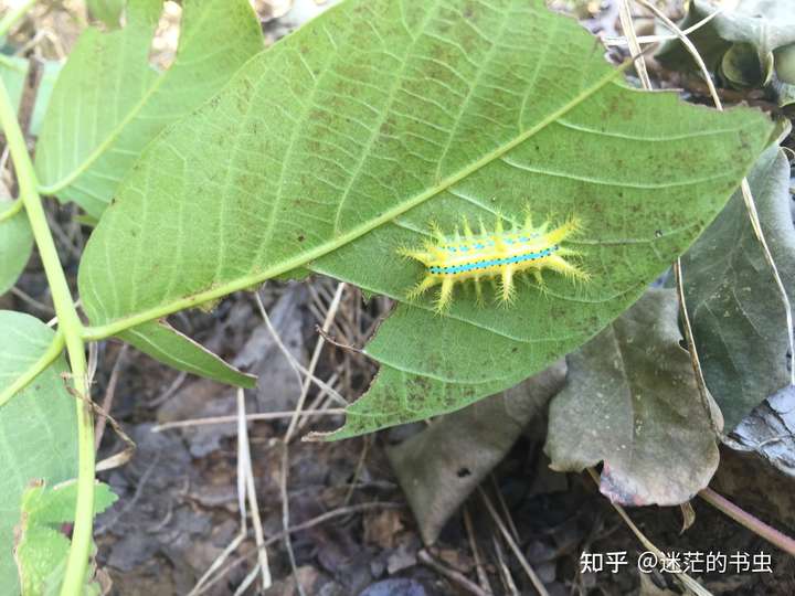 喜吃核桃树叶,枣树叶等等.