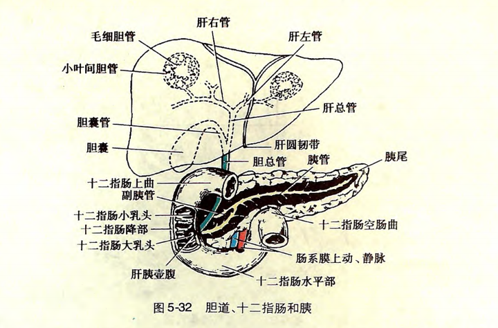 消化系统:胆道,十二指肠和胰(取自系统解剖学第八版)