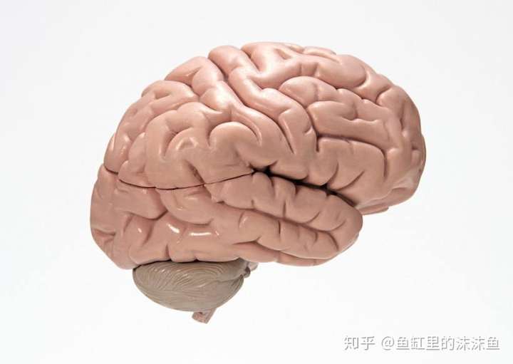 喜欢日漫的人脑子怎么样?