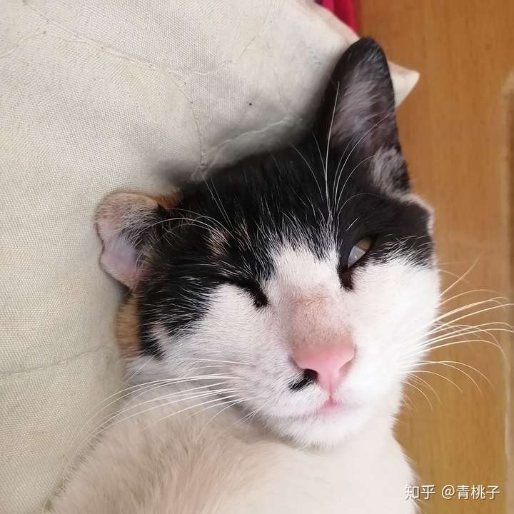 心情不好,可以给我发一些可爱的猫咪图片吗?