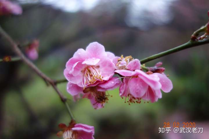 老刀：谁欠李文亮一晚霓虹相送？【封城笔记】