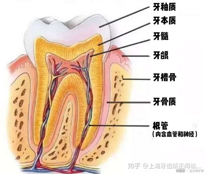 牙齿构造