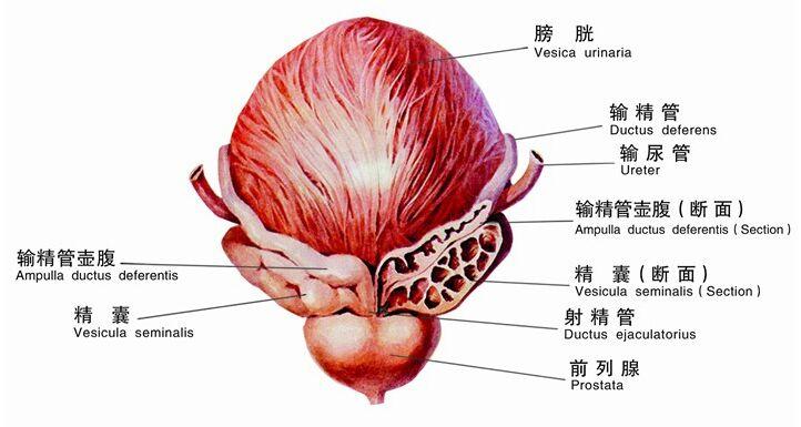 年轻人得了前列腺炎?应该注意什么?