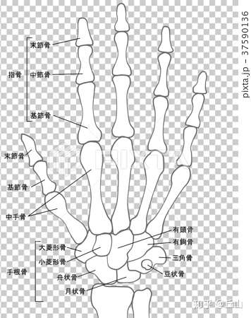 手根骨直接被撕碎